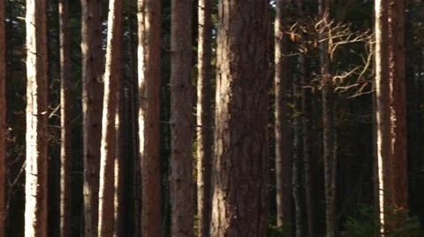 Pan across pine tree trunks Stock-Footage 46132833