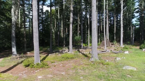 Pan Across Pine Trees in Forest Campsite. 4K Stock Footage 94748694