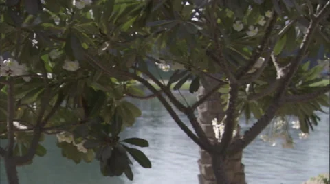 Pan across plants on either side of a foot path. Stock Footage 46869050