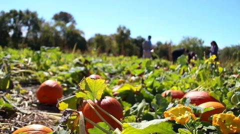 Pan Across a Pumpkin Patch Stock-Footage 47645975