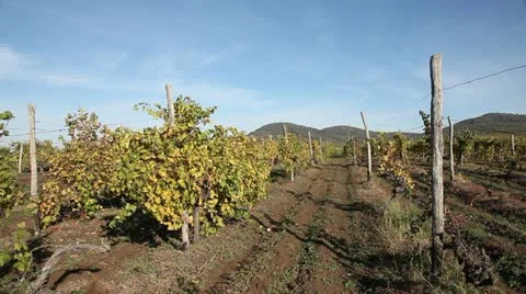 Pan across row of vineyard Stockbeeldmateriaal 12634686