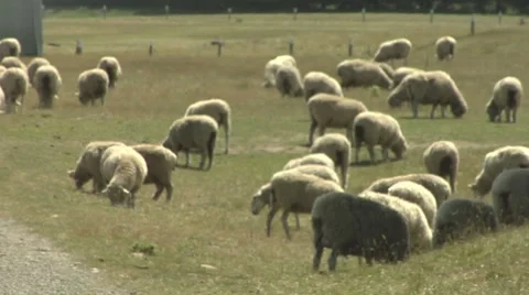 Pan across sheep in paddock Stock Footage 8509779