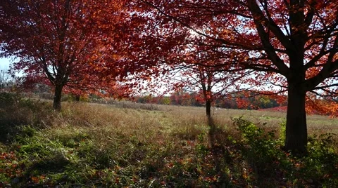 Pan across some red trees in an autumn field Video stock 56981552