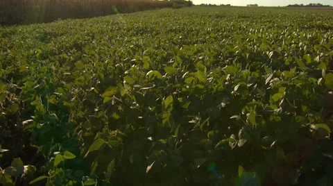 Pan across Soy Bean Field Stock Footage 32936060