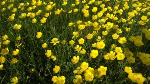 A pan across a stunning array of wild buttercups, slow motion, slight breeze Stock Footage 154993626