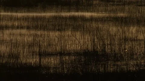 Pan across the swamp Stock Footage 12761449