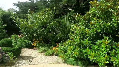 Pan across topiary duck to Magnolia Grandiflora trees Vidéo 153517543