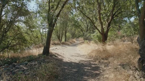 Pan across trail through oak trees Stock Footage 288151370
