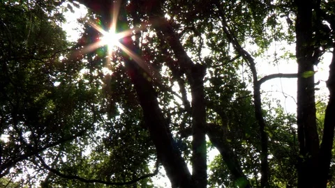 Pan Across Tree canopy in Mangrove Forest with Sun Glare Video stock 86313895
