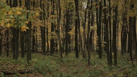 Pan across Treeline Video stock 40806795