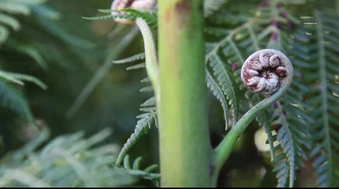 Pan across Two Tree Fern Fronds unfurl Stock Footage 879705