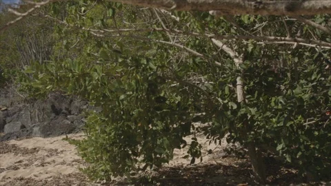 Pan across USVI St John Forested Area to Ocean Beach 스톡 동영상 123666945
