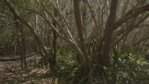 Pan across USVI St John Forested Area to Ocean View USVI 스톡 동영상 123666966