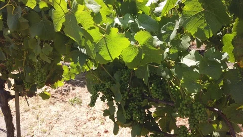 Pan across vineyard close to distant Stock-Footage 112041040