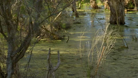 Pan across wetlands badly infested with green algae Stock Footage 165798637