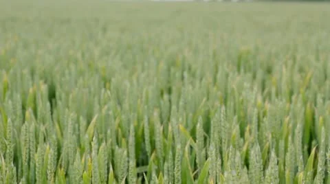 Pan across wheat field Stock Footage 11162810