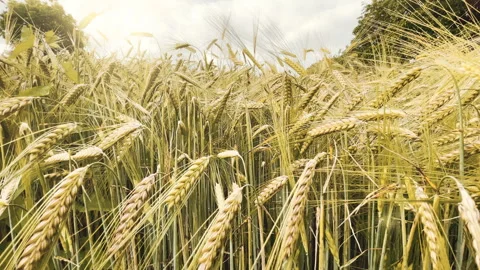 Pan Across Wheat Field in Mid-Summer with Sun Flare – Natural Landscape Видео 316775006