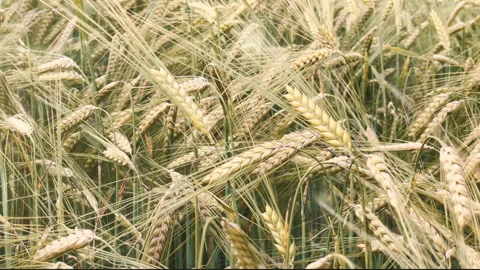 Pan Across Wheat Field in Mid-Summer with Sun Flare – Natural Landscape Stockbeeldmateriaal 316775892