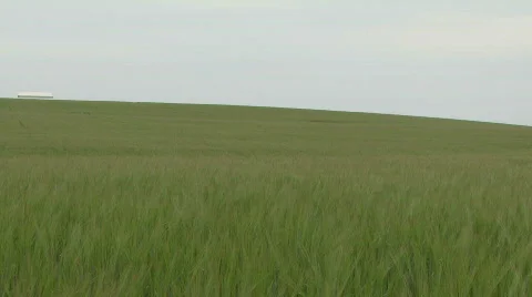 Pan across wheat fields and farmland Stock Footage 360295