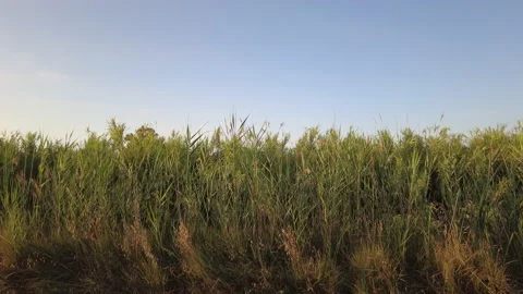 Pan across wild grasses blowing in the breeze Stock Footage 200874491