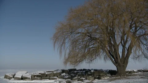 Pan across willow tree near frozen lake Stock Footage 89945221