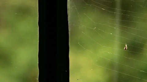 Pan across window and spiderweb Video stock 36477248
