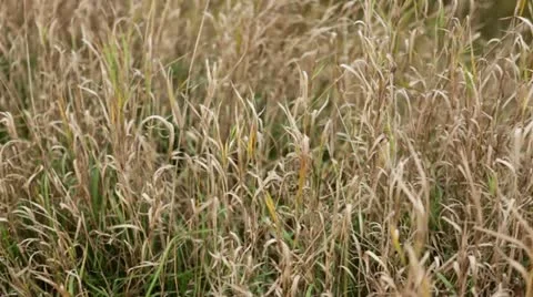 Pan across windy grass, over trees to bluff, fall colors Stock Footage 22322532