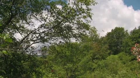 Pan Across Windy Trees and Foilage in the Blue Ridge Mountains Stock Footage 12755604