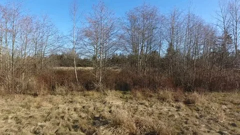 Pan across winter trees to path Stock Footage 86294925