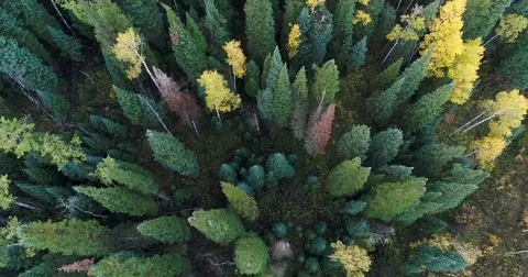 Pan Up Aerial Flight Over Mixed Fall Aspens and Pines 4K 動画素材 82767591