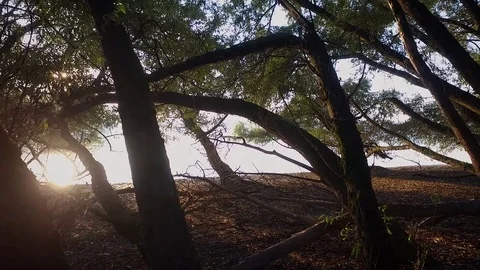 Pan aerial view between trees Stock Footage 70760088