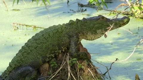 Pan to Alligator Basking on Stump, 4K Stock Footage 72558412