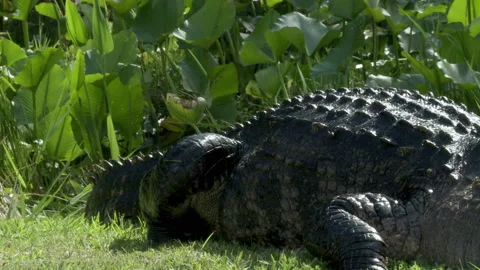 Pan of alligator body Stock Footage 131879976