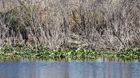 Pan to Alligator Stock Footage 84347429