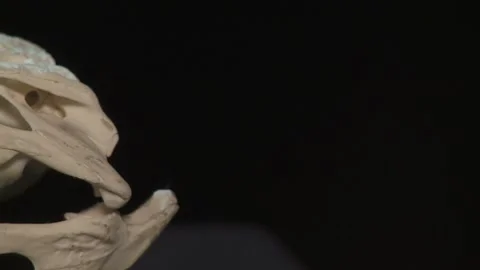 Pan of alligator skull Stock Footage 132046573