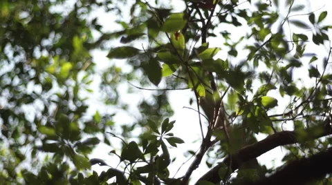 Pan along a forest canopy Stock Footage 53205062