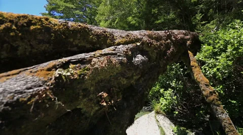 Pan along full length of fallen tree over river in New Zealand Stock Footage 34339150