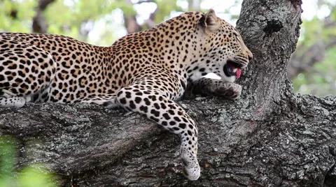Pan along Leopard lying down sleeping in a tree Stock Footage 65494401