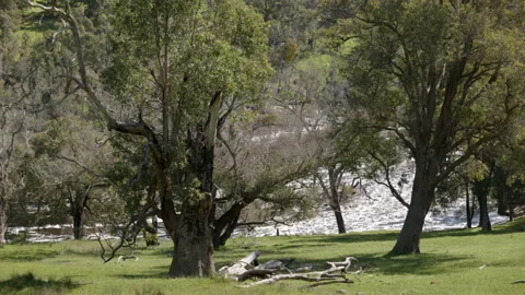 Pan along river in flood viewed through gum trees from steep grassy bank Stock Footage 160089896