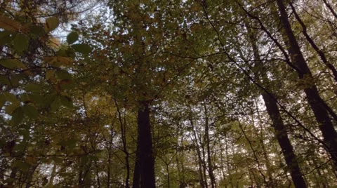 Pan along tree crowns Stock-Footage 45023407