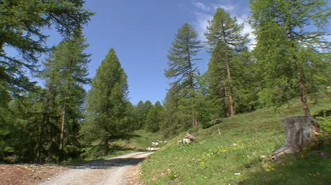 Pan alpine forest with hiking trail Stock Footage 533322