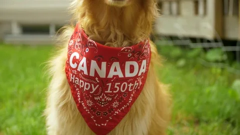 Pan up and down of golden retriever dog from canada bandana to face Stock Footage 80124764