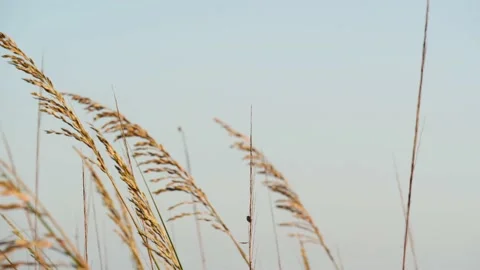Pan Up and Down of Sea Oats on Florida Beach at Golden Hour Stock Footage 154880368