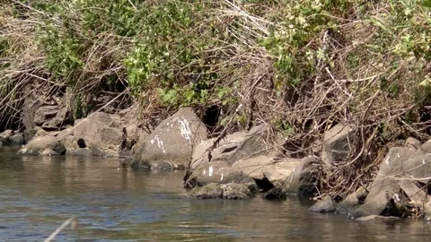 Pan and focus pull: A small stream with reeds and rocks on the streambank Stock Footage 76767048