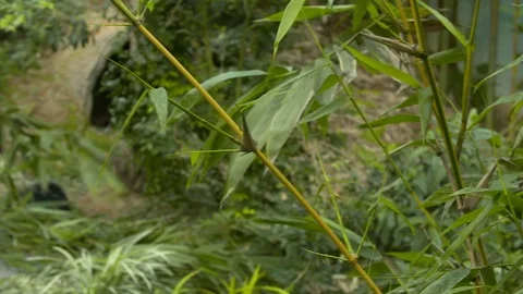 Pan and rack focus from bamboo to a panda bear Stock Footage 112355752