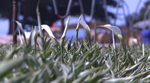 Pan and rack focus twice to single Calla Lily Stock Footage 59700616