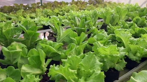 Pan and slow green vegetable salad in greenhouse farming Stock Footage 234840810