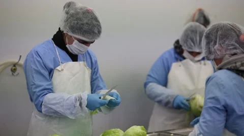 Pan and tilt footage from sorting process of lettuce Stock Footage 60765763