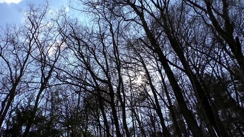 Pan and tilt of forest trees backlit by the sun Stock Footage 76763472