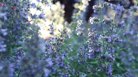 Pan and track through catmint in bloom with bees and the sun setting in the bg Video stock 76513410